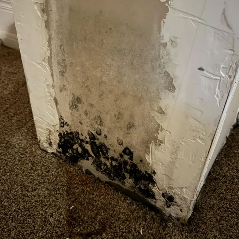 Professional Mold Removal in Walterboro, SC